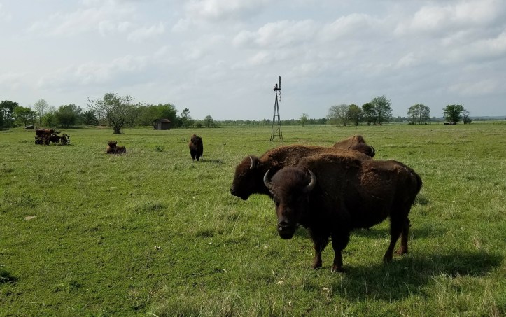 Buffalo crop