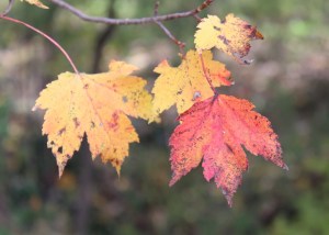 01 close leaves